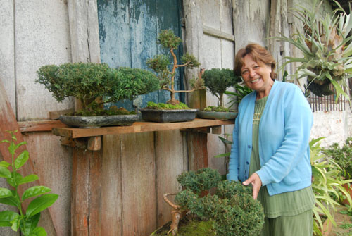 col-cali-dapa-bonsai.jpg