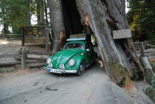 rw-e-drivethrutree.jpg