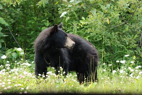 v-bear.jpg