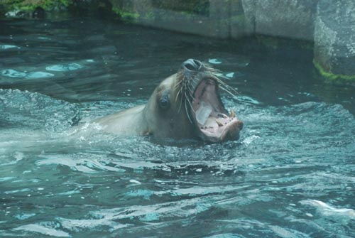 v-sealion.jpg
