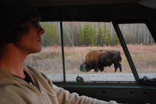 bc-bison3.jpg