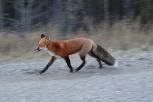 bc-fox.jpg