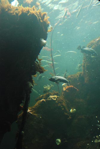 sfaos-aquarium.jpg