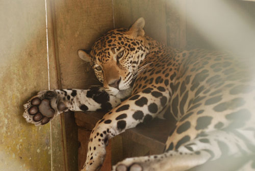 bz-jaguar.jpg